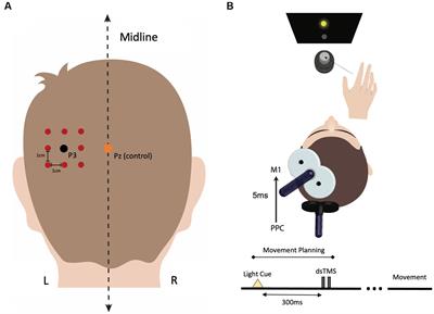 The behavioral and neural effects of parietal theta burst stimulation on the grasp network are stronger during a grasping task than at rest